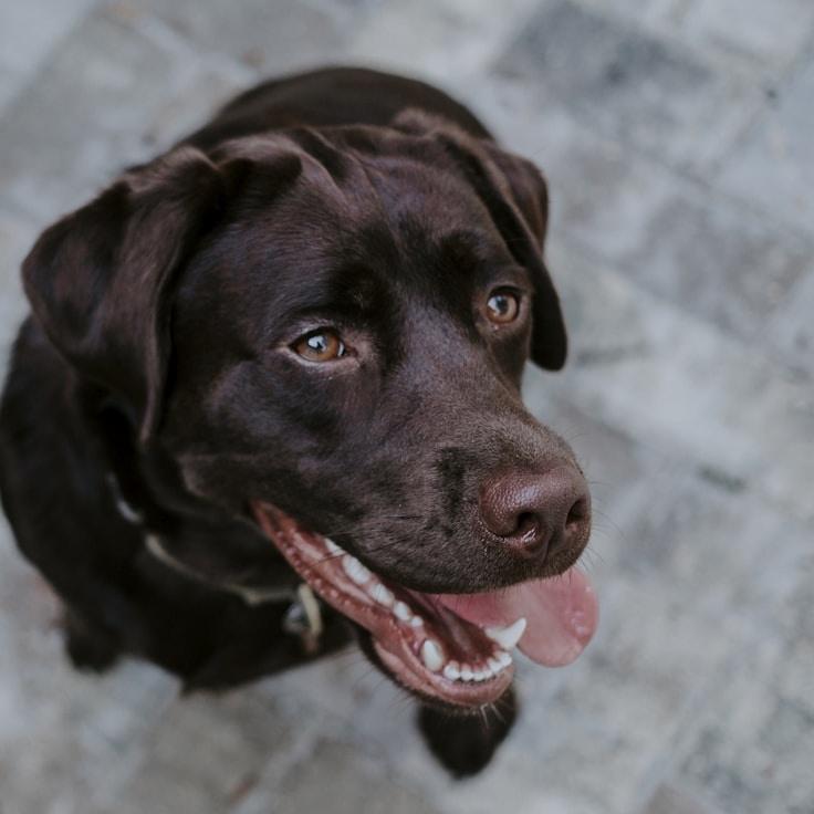 Portrait of Nova Singh meditation instructor